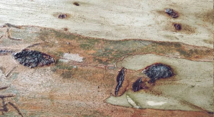 cara membersihkan jamur dari perabot kayu