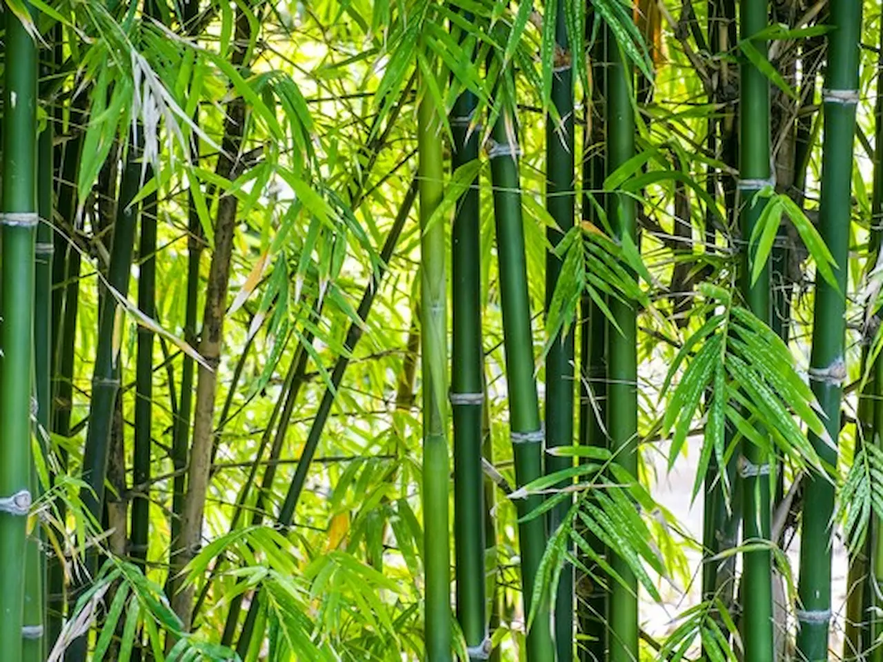 kelebihan dan kekurangan bambu untuk bahan konstruksi