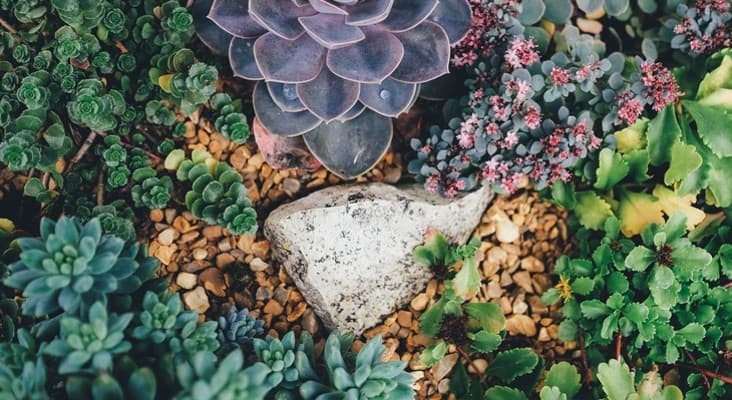 desain taman batu koral