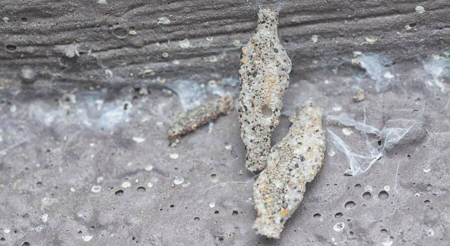 Cara Membasmi Kamitetep di Rumah