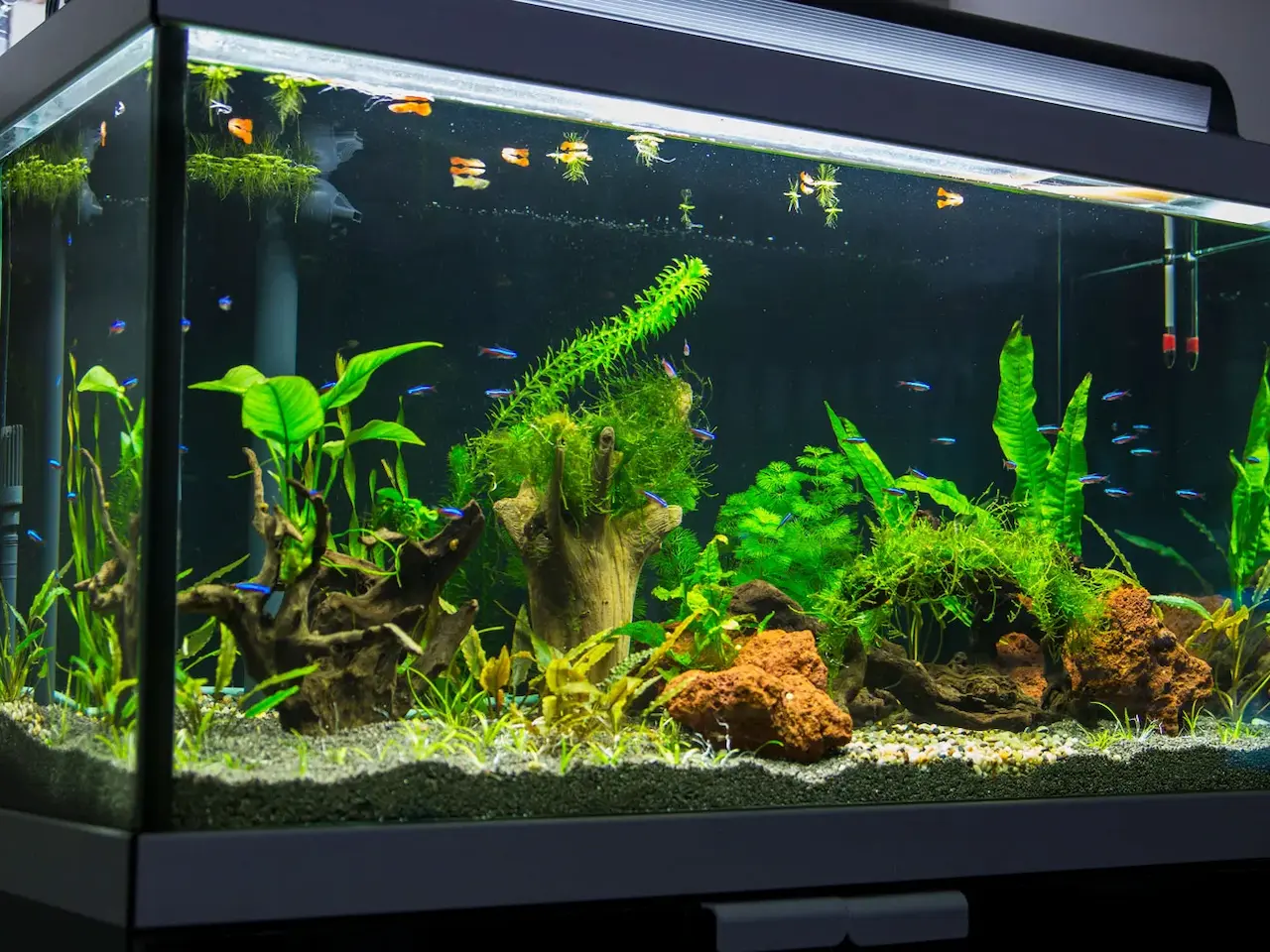 cara membuat pompa air aquarium tanpa listrik