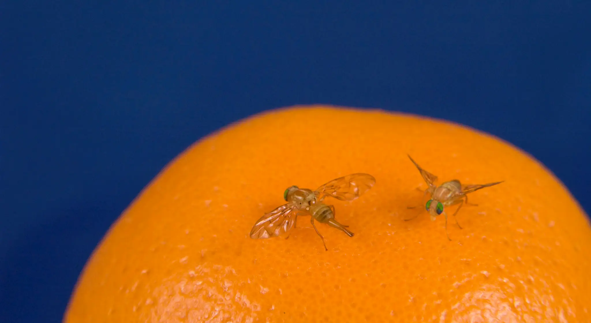 cara basmi lalat buah dari rumah
