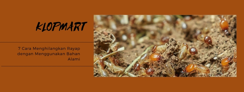 cara membasmi rayap
