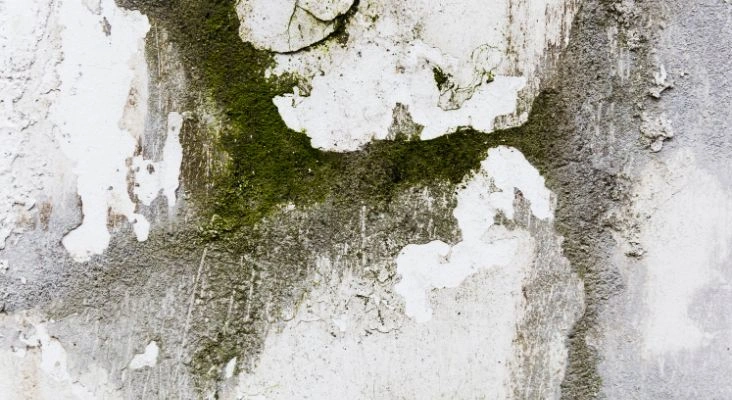 cara menghilangkan jamur di dinding