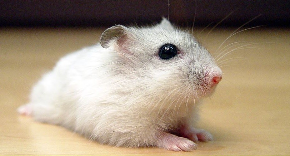 cara membuat kandang hamster dari triplek